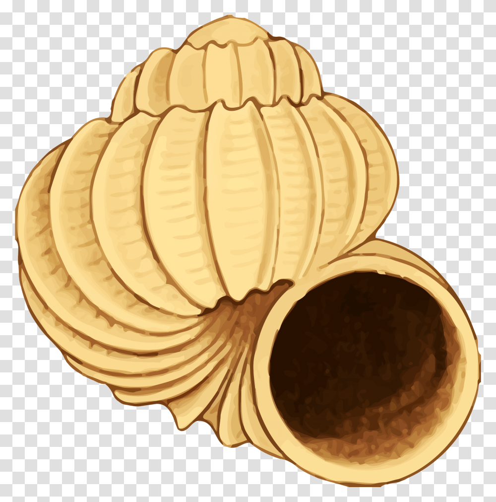 Twisting Conch Shell Vector Clipart Image, Plant, Fruit, Food, Ivory Transparent Png