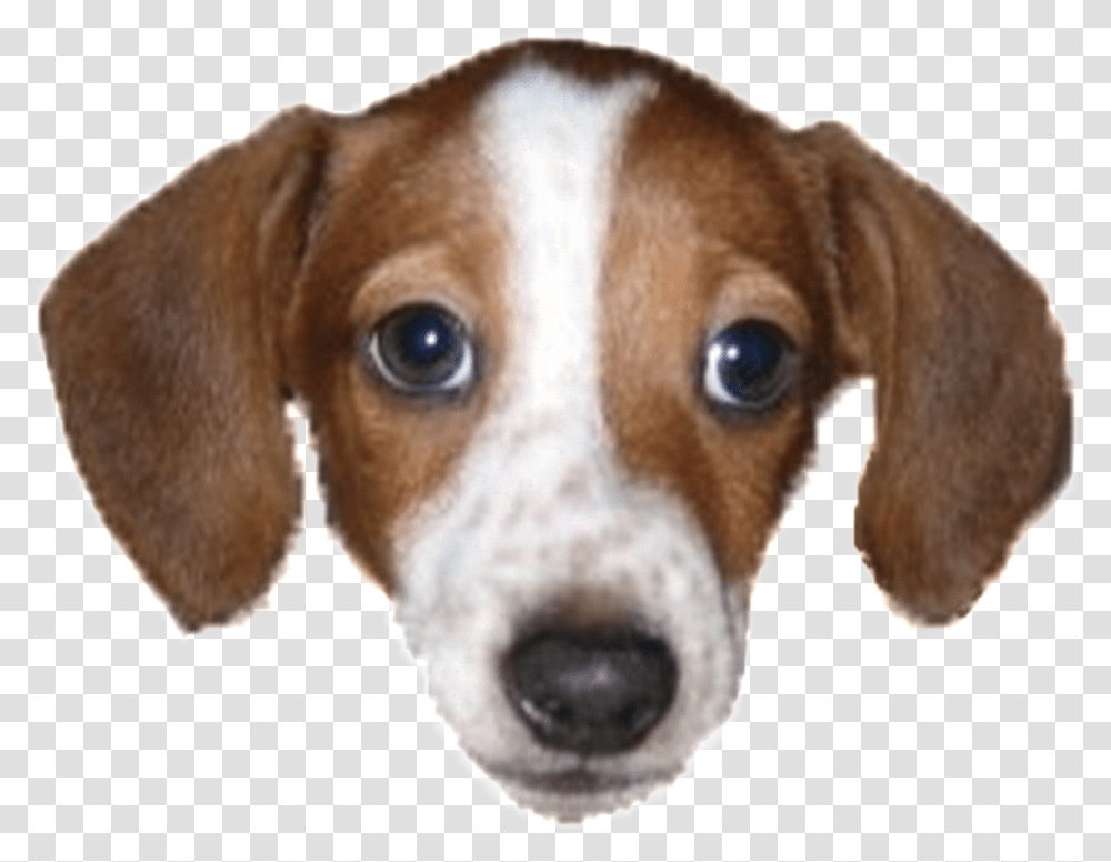 Twitch Dog Emote, Hound, Pet, Canine, Animal Transparent Png