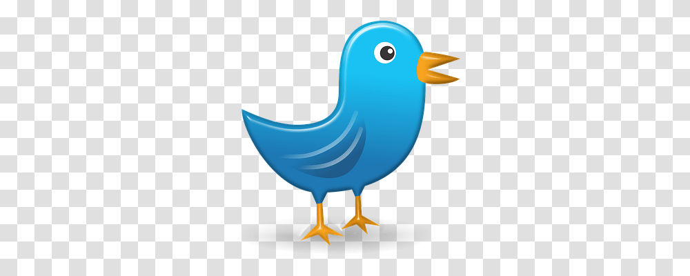 Twitter Bird, Animal, Beak Transparent Png