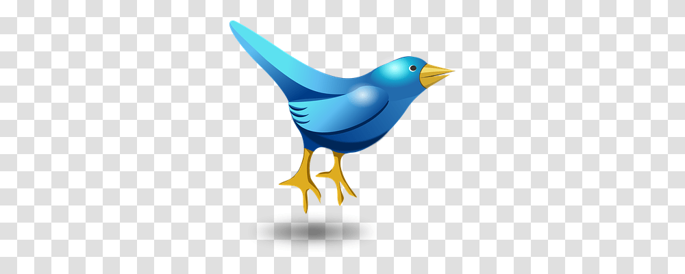 Twitter Animals, Bird, Bluebird, Jay Transparent Png