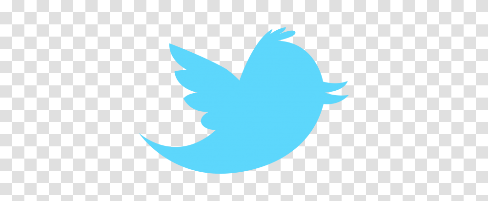Twitter Announces Targeted Recommendation System, Animal, Bird, Dove, Pigeon Transparent Png