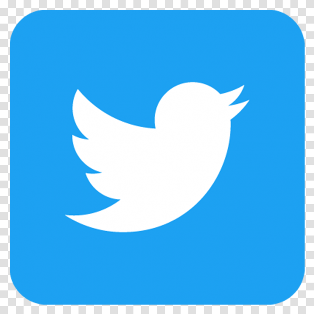 Twitter Square Logo, Shark, Animal, Bird Transparent Png