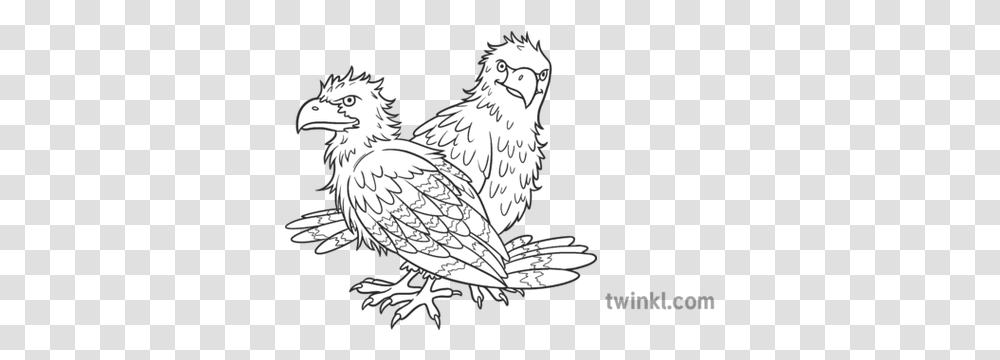 Two Bald Eagles Fledglings Multiple Animals Birds Of Prey Falconiformes, Drawing, Art, Sketch, Doodle Transparent Png