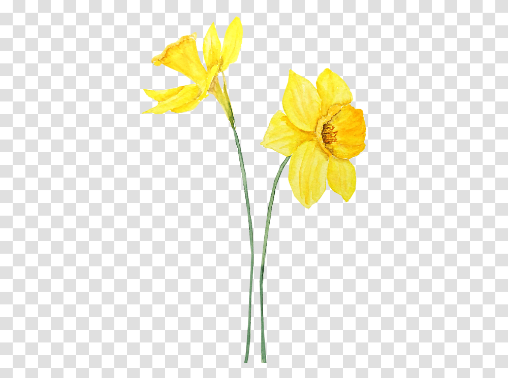 Two Botanical Yellow Daffodils Watercolor Portable Battery Charger Watercolor Yellow Daffodil, Plant, Flower, Blossom Transparent Png