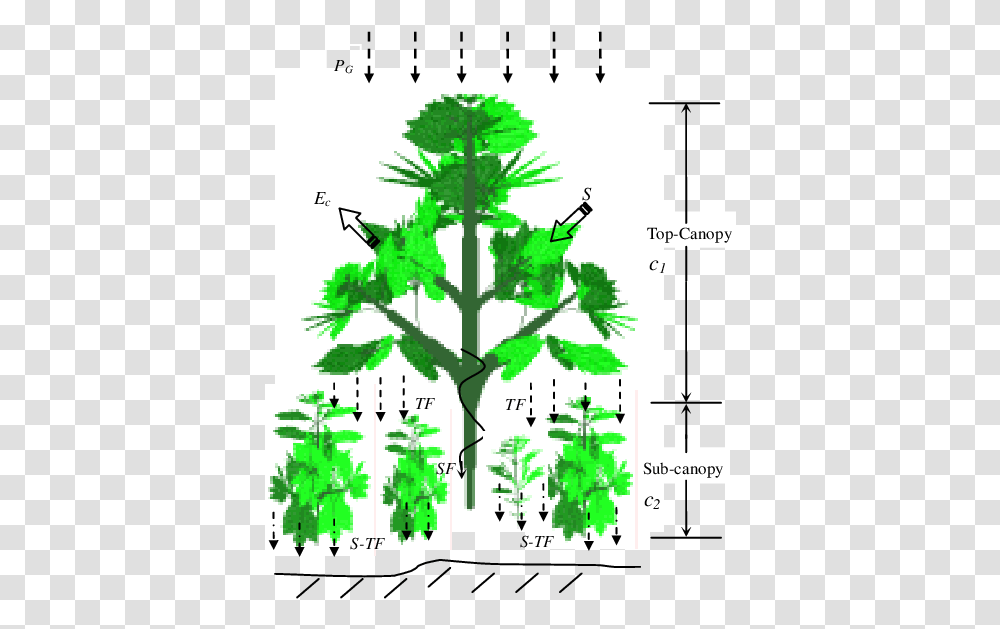 Two Canopy Layer Diagram, Vegetation, Plant, Tree, Bush Transparent Png