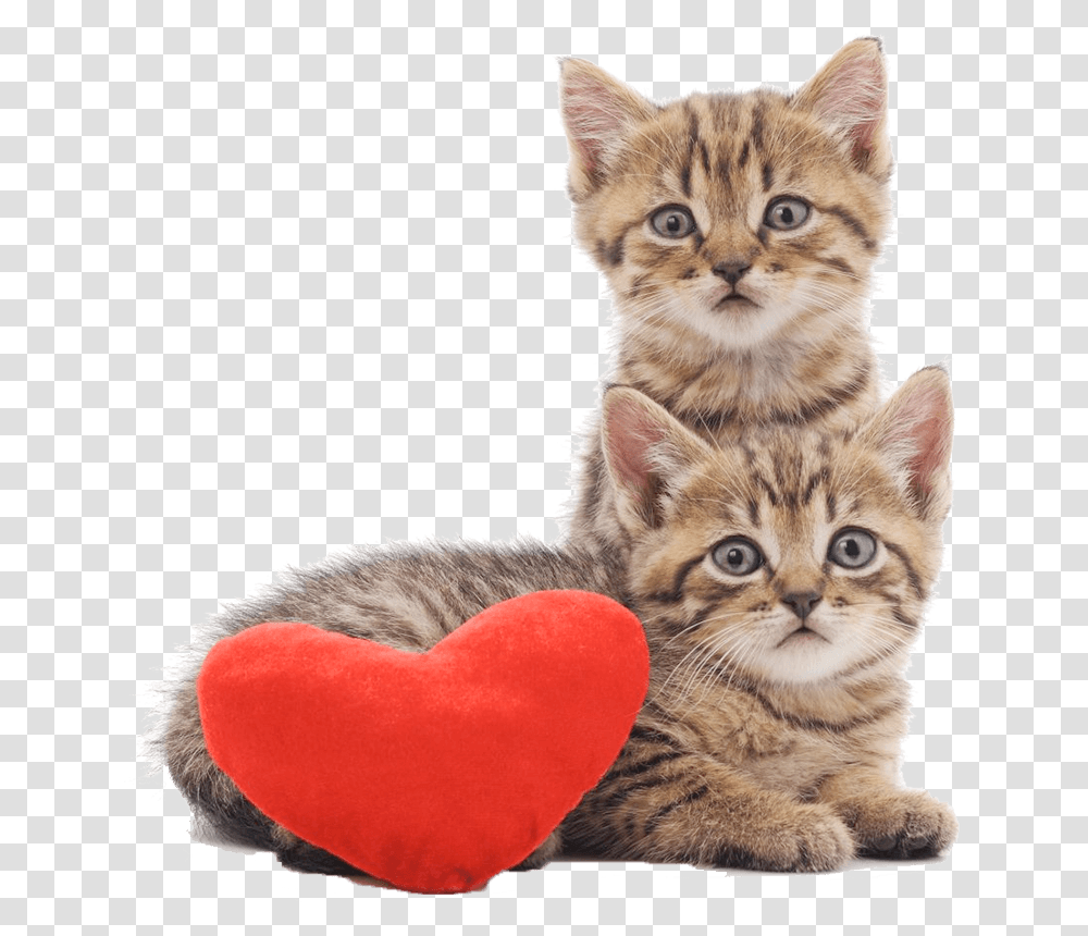 Two Cats Sitting With A Heart Cushion De Chatons Avec Fond Blanc, Kitten, Pet, Mammal, Animal Transparent Png