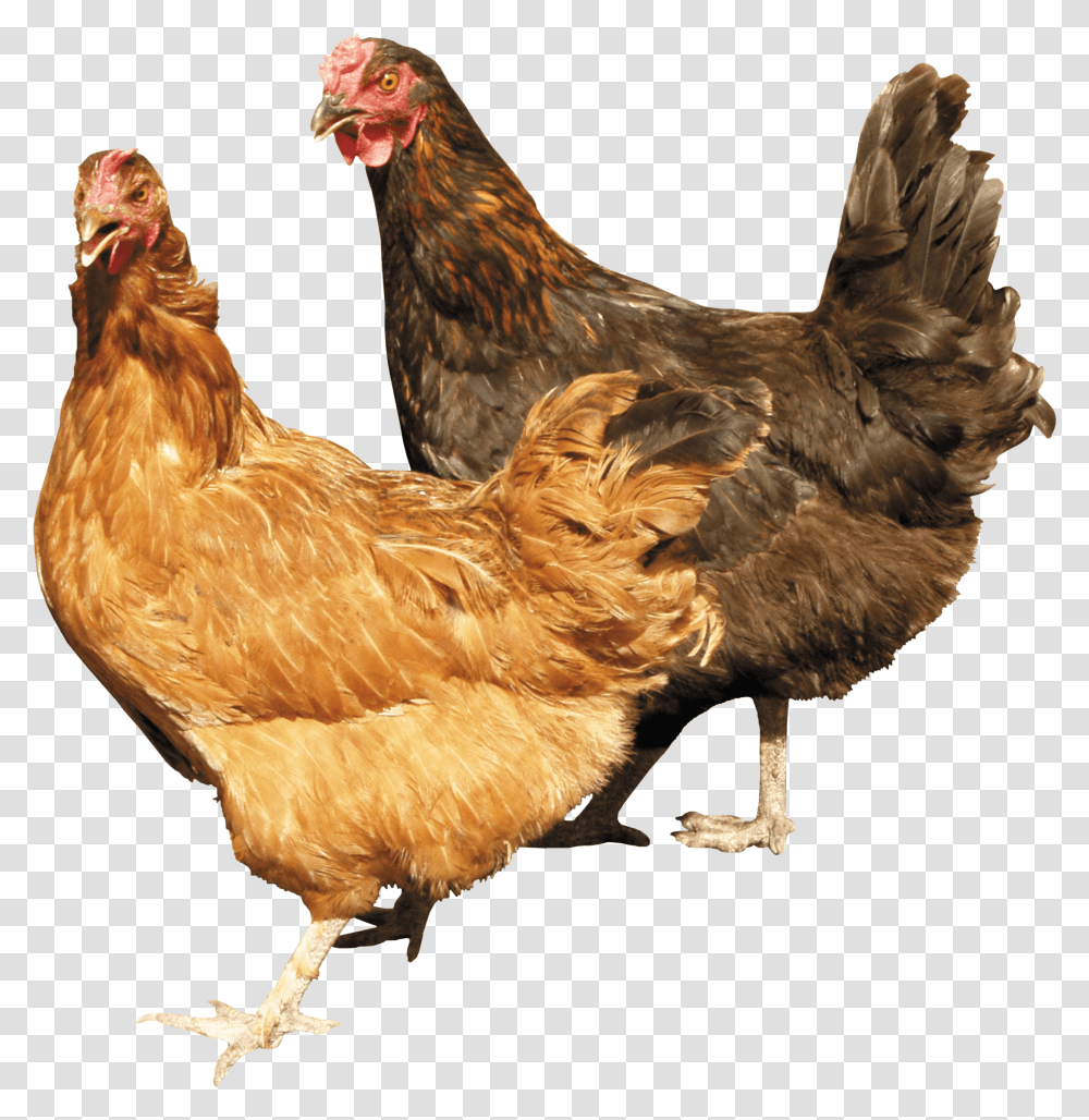 Two Chicken Image Chickens, Poultry, Fowl, Bird, Animal Transparent Png