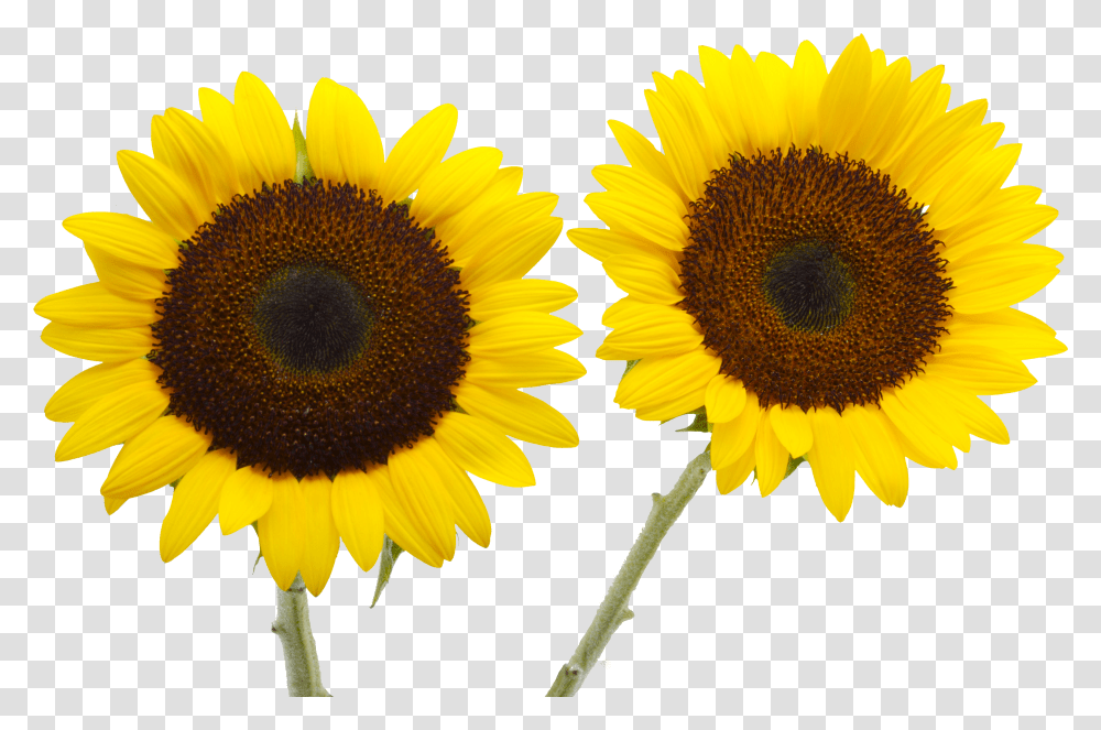 Two Cut Sunflowers Common Sunflower Petal Yellow Sunflower Transparent Png