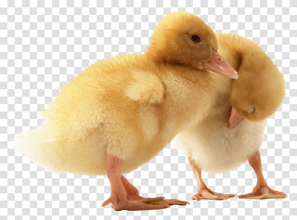 Two Cute Little Ducklings Image Cute Duck, Bird, Animal, Beak, Waterfowl Transparent Png