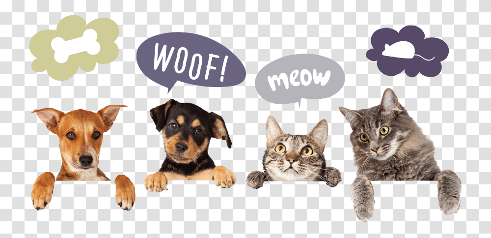 Two Dogs And Two Cats Cutout With Thought Bubbles Dog Hanging Over Wall, Pet, Mammal, Animal, Canine Transparent Png