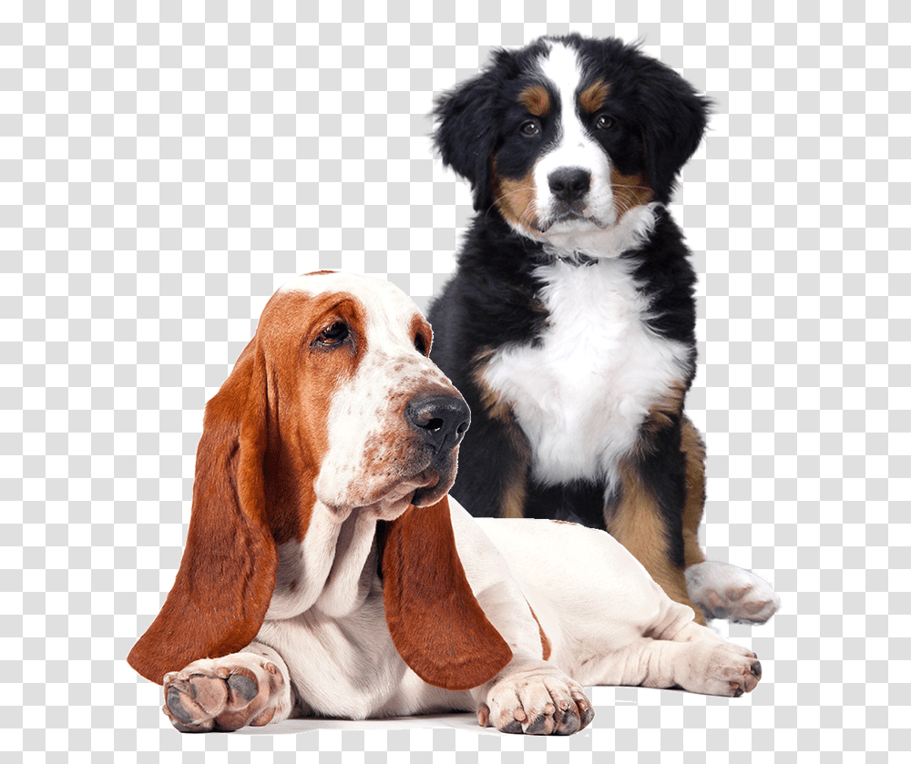 Two Dogs Black St Bernard Puppy, Pet, Canine, Animal, Mammal Transparent Png