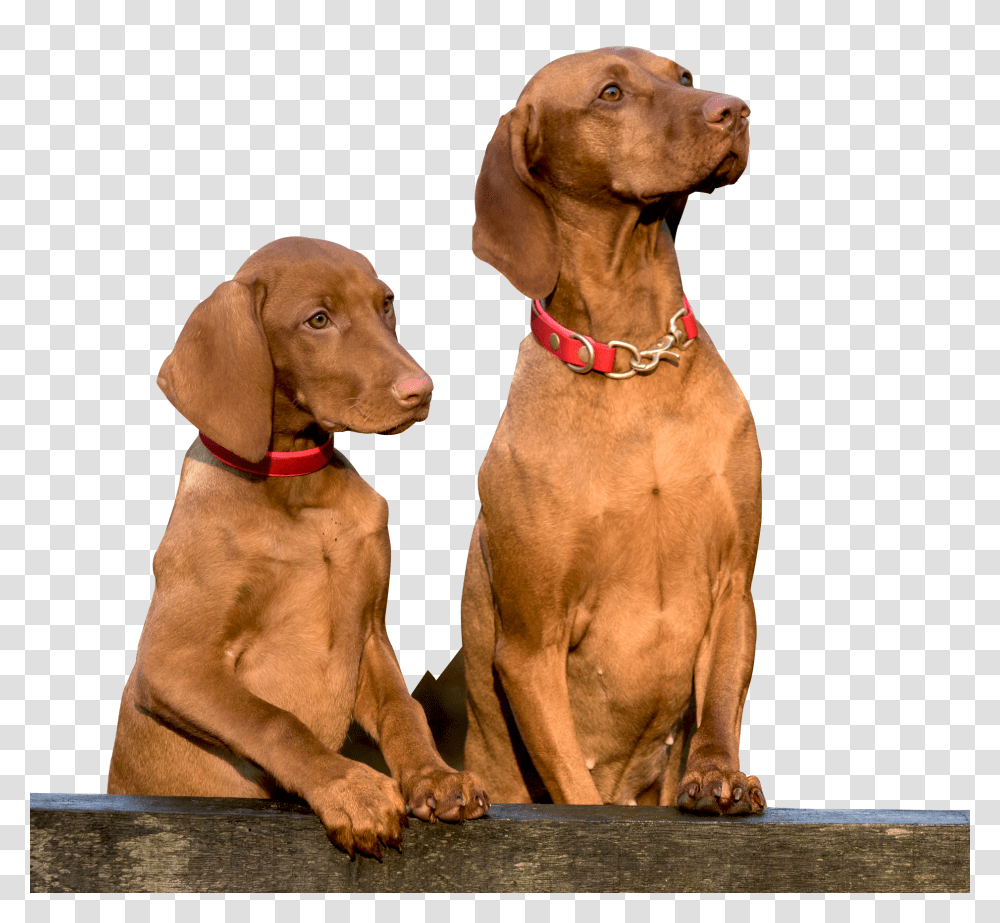 Two Dogs Image, Animals, Hound, Pet, Canine Transparent Png