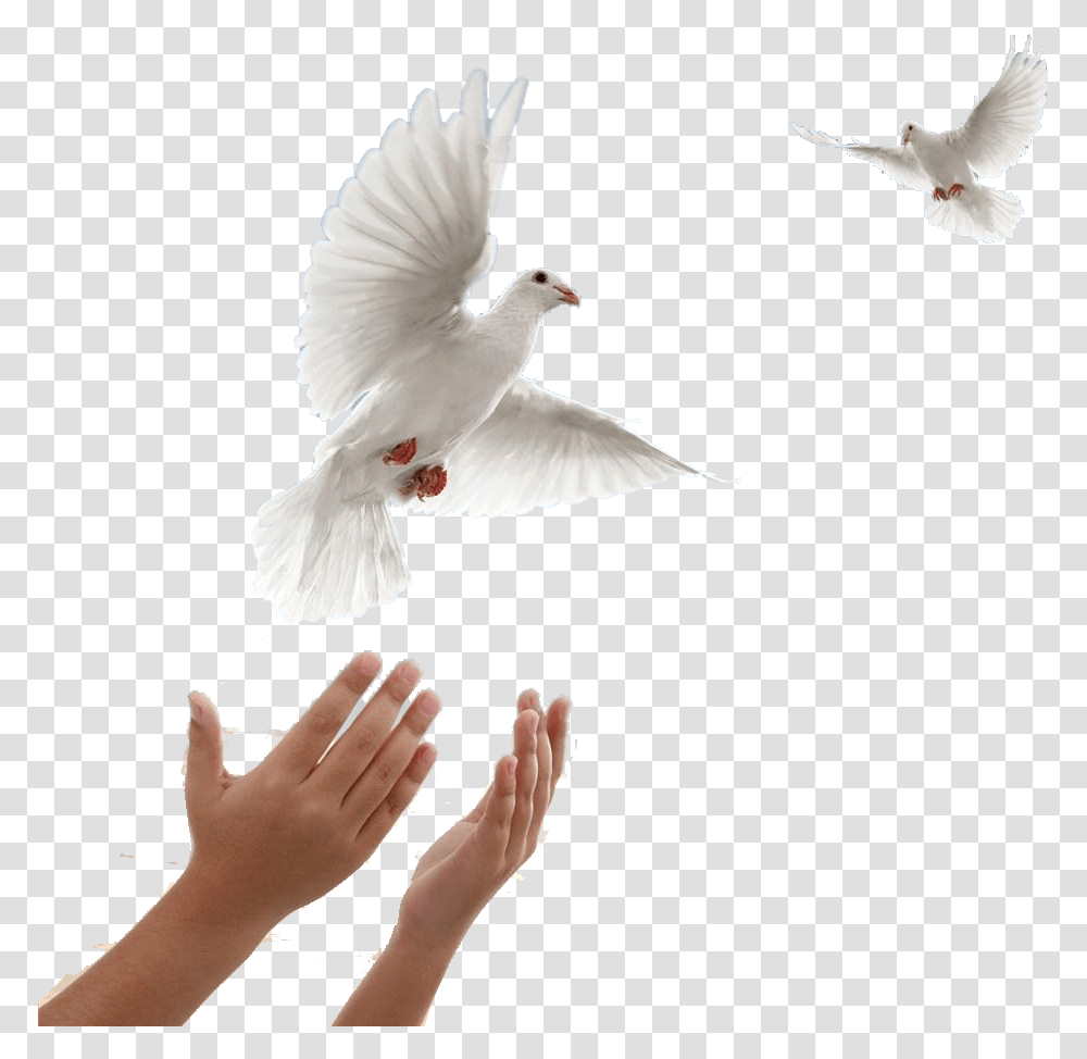 Two Doves Flying, Bird, Animal, Person, Human Transparent Png