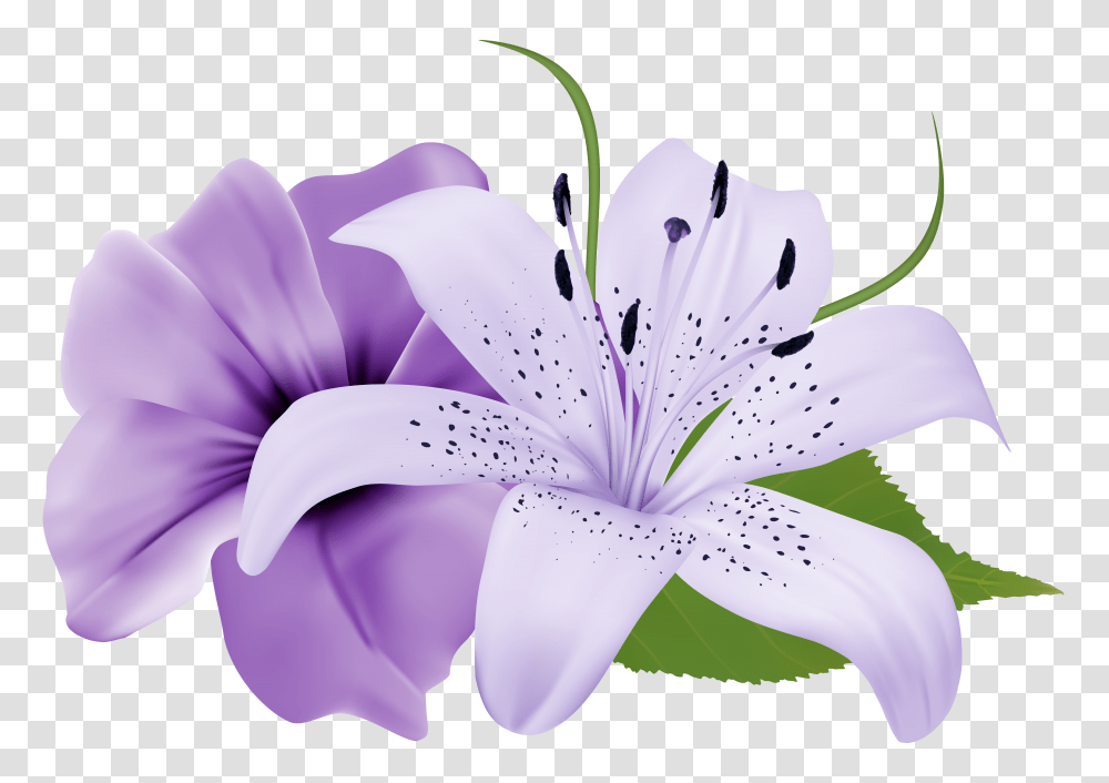 Two Exotic Flowers Clipart Image Tiger Lily Purple Lily Flower, Plant, Blossom, Anther, Petal Transparent Png