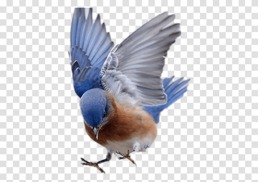 Two Flying Birds, Bluebird, Animal, Jay, Blue Jay Transparent Png