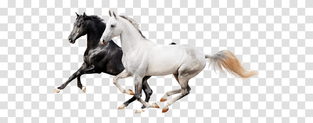 Two Horses Horses, Andalusian Horse, Mammal, Animal, Stallion Transparent Png
