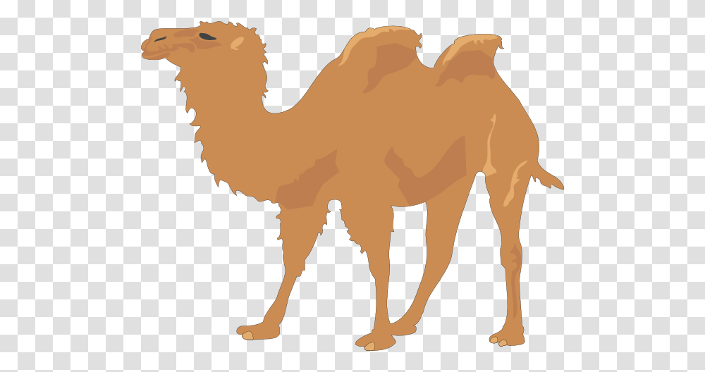 Two Hump Camel Clip Art, Mammal, Animal, Painting Transparent Png