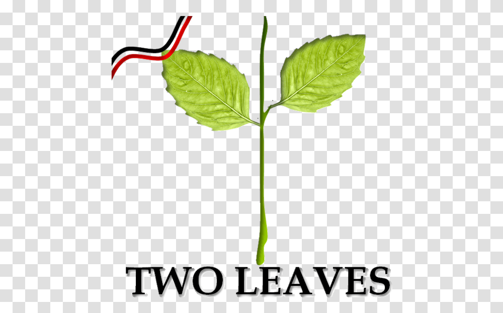 Two Leaves Party Symbol, Leaf, Plant, Tree, Annonaceae Transparent Png