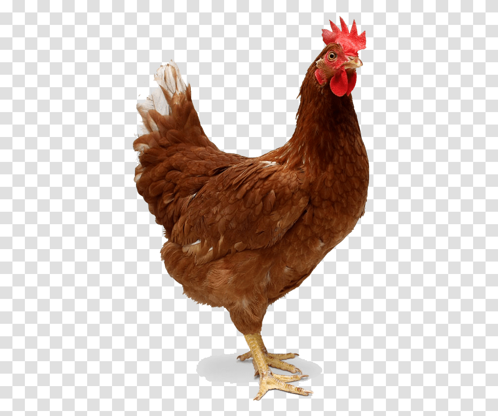 Two Legs Animals, Chicken, Poultry, Fowl, Bird Transparent Png