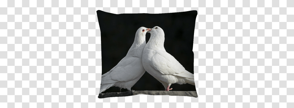 Two Loving White Doves Throw Pillow • Pixers We Live To Change Posters Of Loving Dove, Bird, Animal, Pigeon, Head Transparent Png