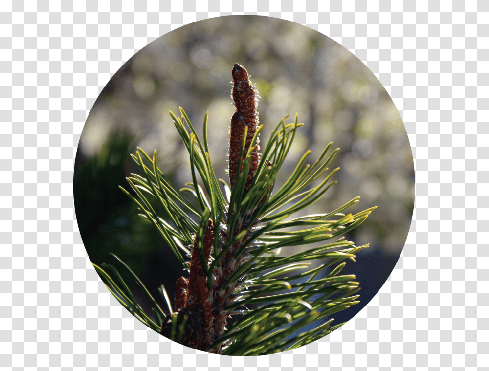 Two Needle Pinyon Pine, Plant, Tree, Insect, Invertebrate Transparent Png