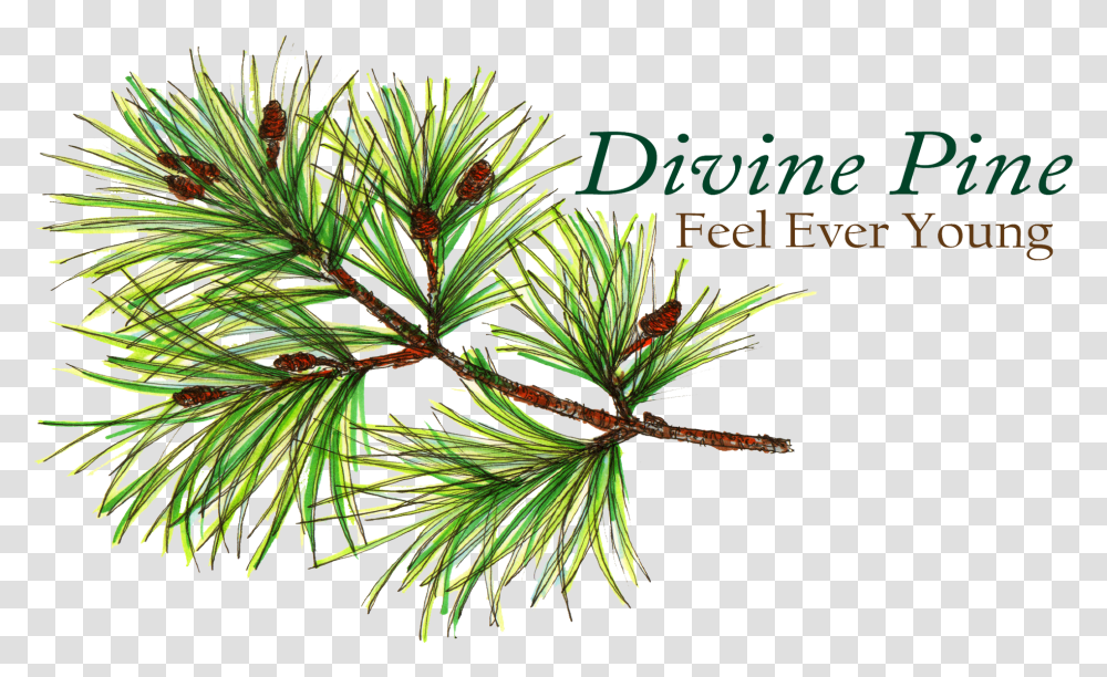 Two Needle Pinyon Pine, Tree, Plant, Conifer, Larch Transparent Png