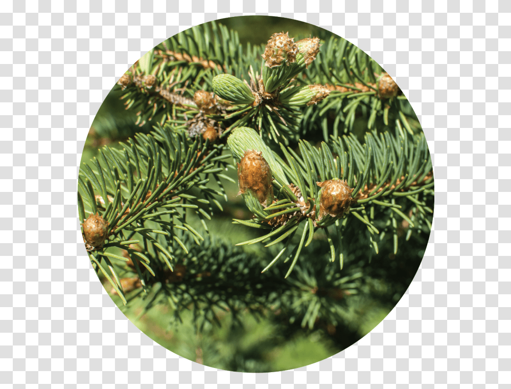 Two Needle Pinyon Pine, Tree, Plant, Conifer, Pineapple Transparent Png