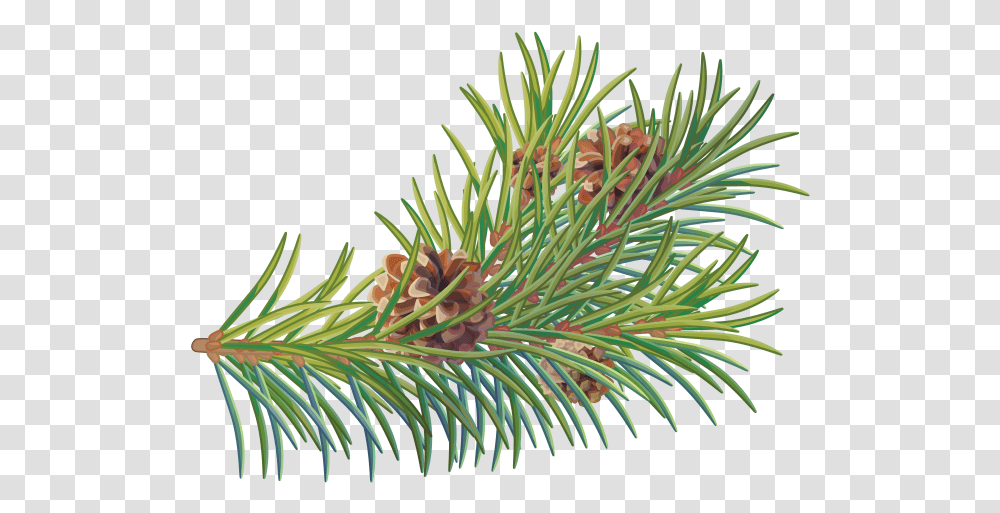 Two Needle Pinyon Pine, Tree, Plant, Fir, Abies Transparent Png