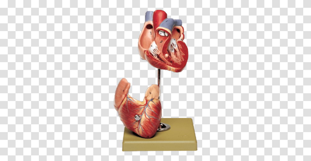 Two Part Heart ModelData Zoom Cdn Somso, Person, Human, Stomach, Sweets Transparent Png