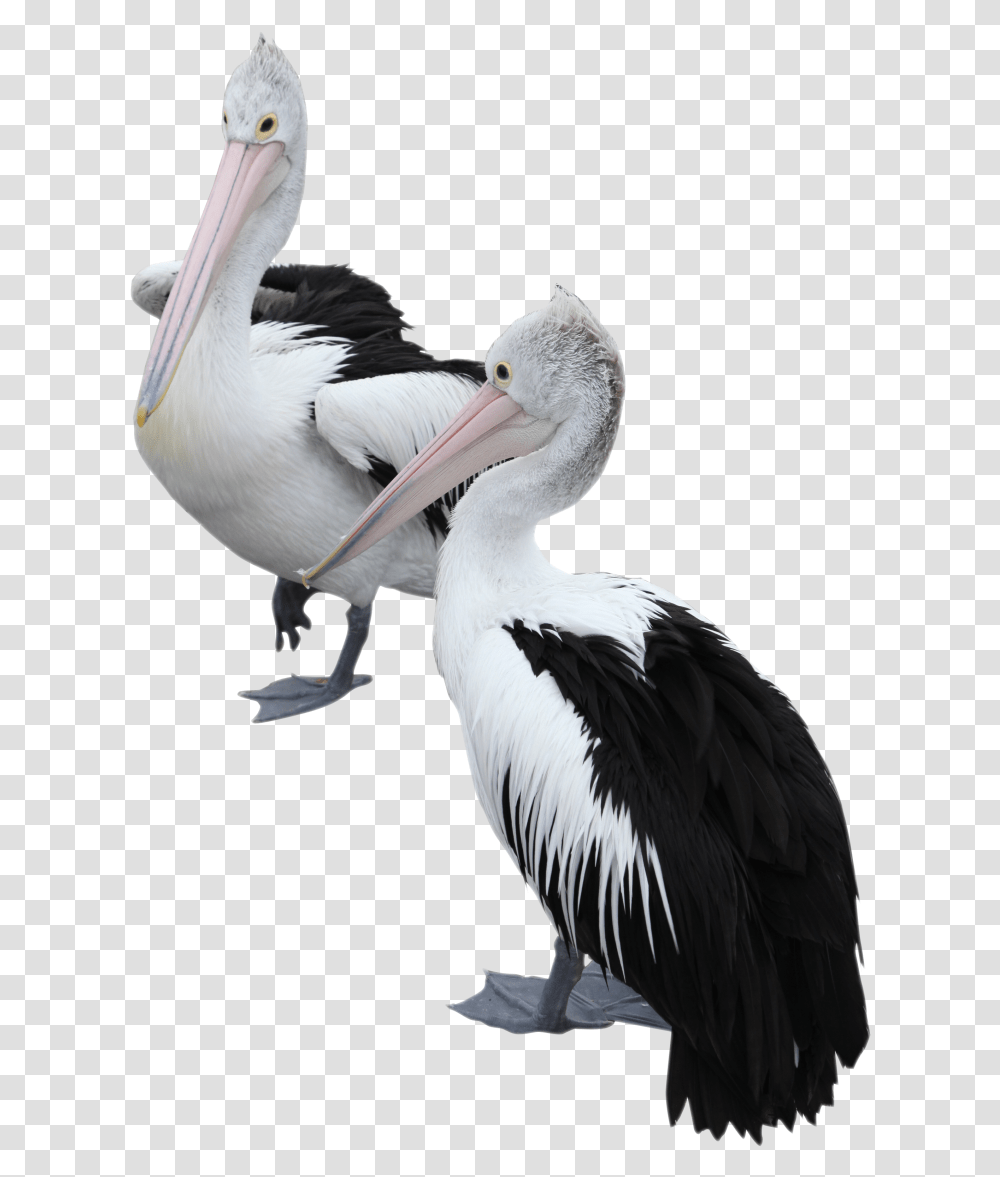 Two Pelicans Image Portable Network Graphics, Bird, Animal, Beak Transparent Png