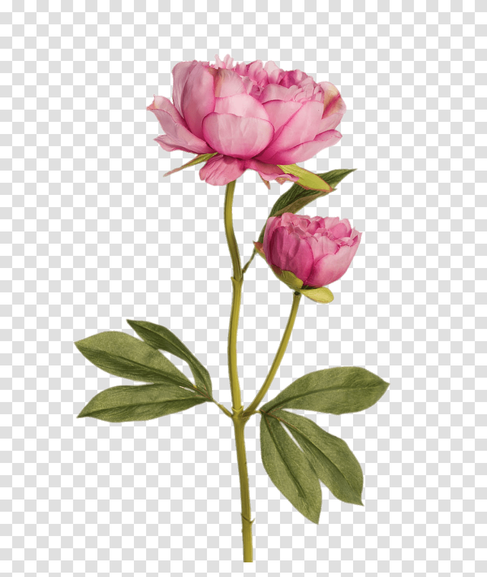 Two Pink Peonies, Rose, Flower, Plant, Blossom Transparent Png