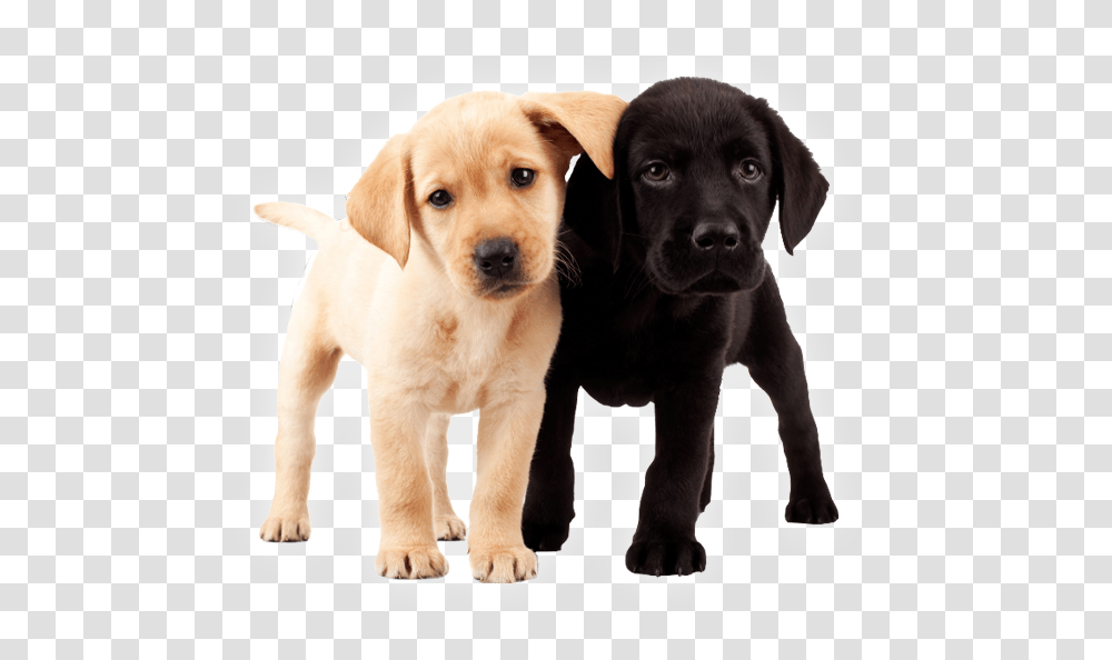 Two Puppies 2 Labrador Puppies, Dog, Pet, Canine, Animal Transparent Png
