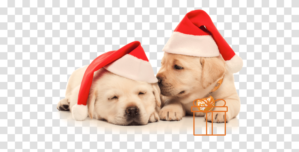 Two Puppies In Christmas Hats Dog With Christmas Puppies, Pet, Animal, Canine, Mammal Transparent Png