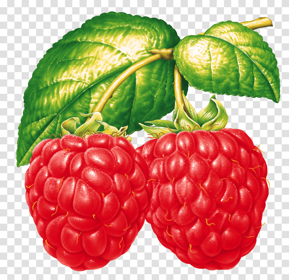 Two Raspberries On Branch, Raspberry, Fruit, Plant, Food Transparent Png