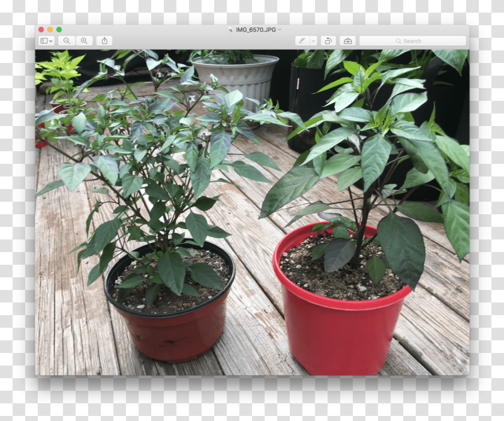 Two Same Plants Growing, Leaf, Tree, Pot, Flower Transparent Png