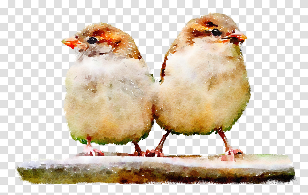 Two Sparrows Are Sitting Two Sparrow Transparent Png