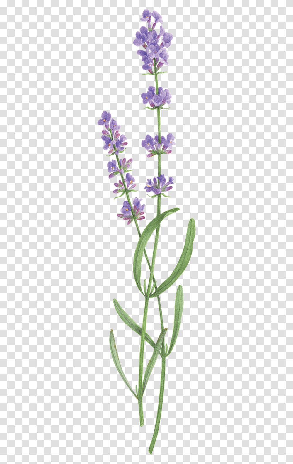 Two Sprigs Of Lavender, Plant, Flower, Blossom Transparent Png