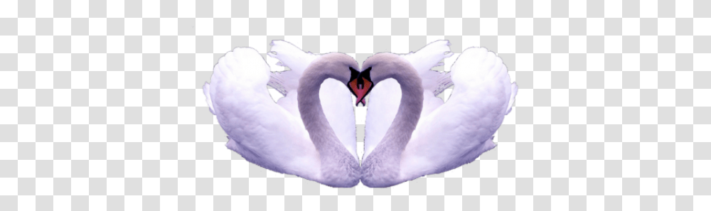 Two Swans Make Heart Shape Swan, Bird, Animal, Beak Transparent Png