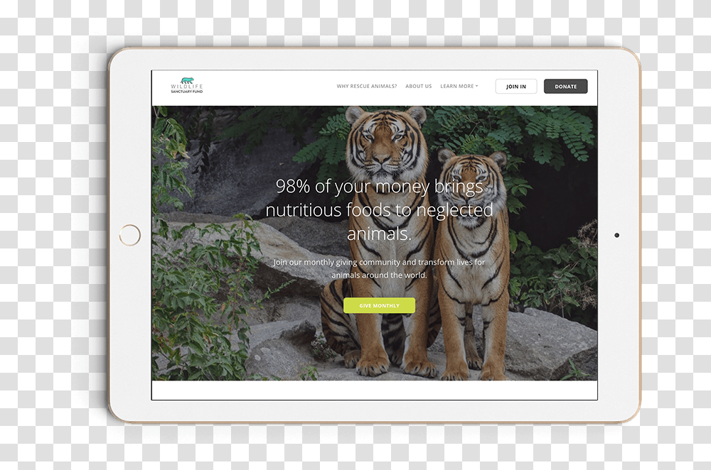 Two Tiger Wallpaper Hd, Wildlife, Mammal, Animal, Zoo Transparent Png