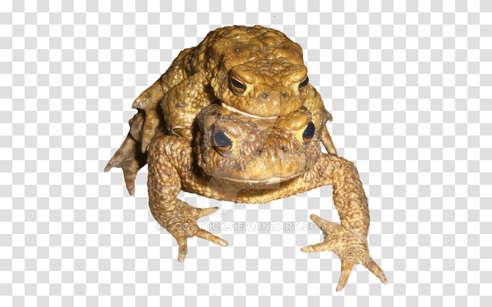 Two Toads On A Background Eastern Spadefoot, Amphibian, Wildlife, Animal, Turtle Transparent Png