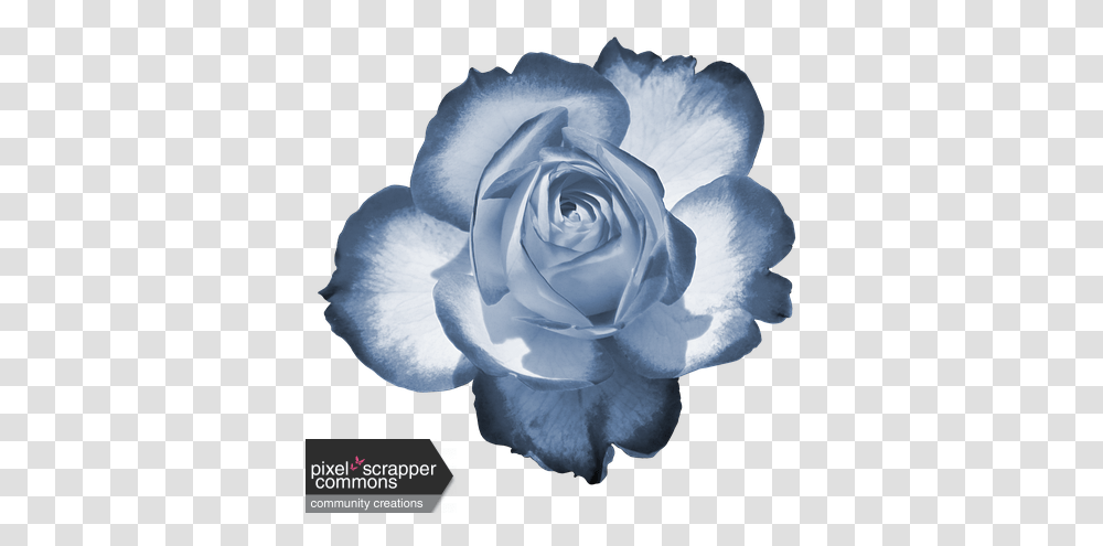Two Tone Rose 1 Graphic Flowers Dp For Whatsapp, Plant, Blossom, Petal Transparent Png