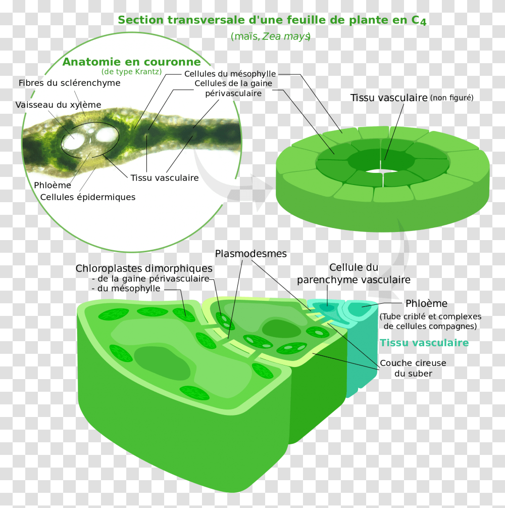 Two Types Of Chloroplast, Vegetation, Plant, Outdoors, Land Transparent Png