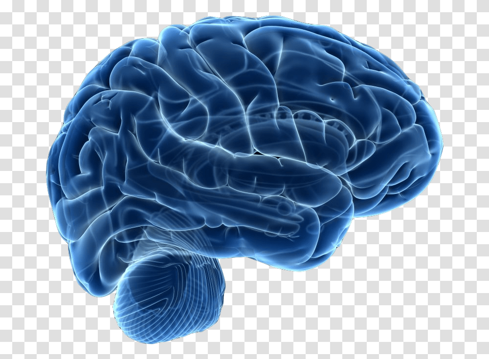 Tybt Big Brain Cleaned Blue Human Brain, Sphere, Pattern, X-Ray, Medical Imaging X-Ray Film Transparent Png