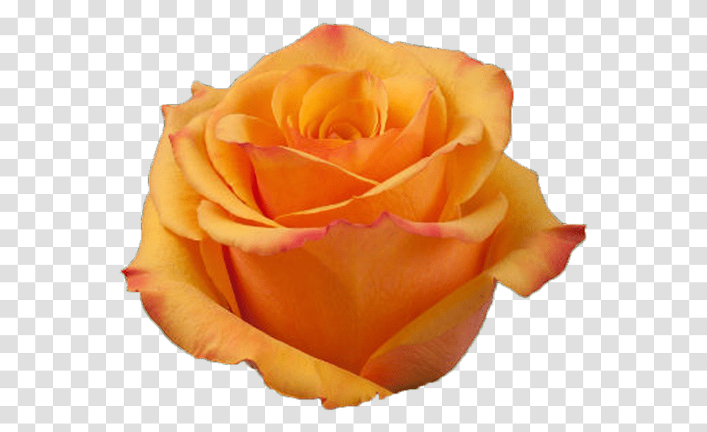 Tycoon Deep Orange Rose Garden Roses, Flower, Plant, Blossom, Petal Transparent Png