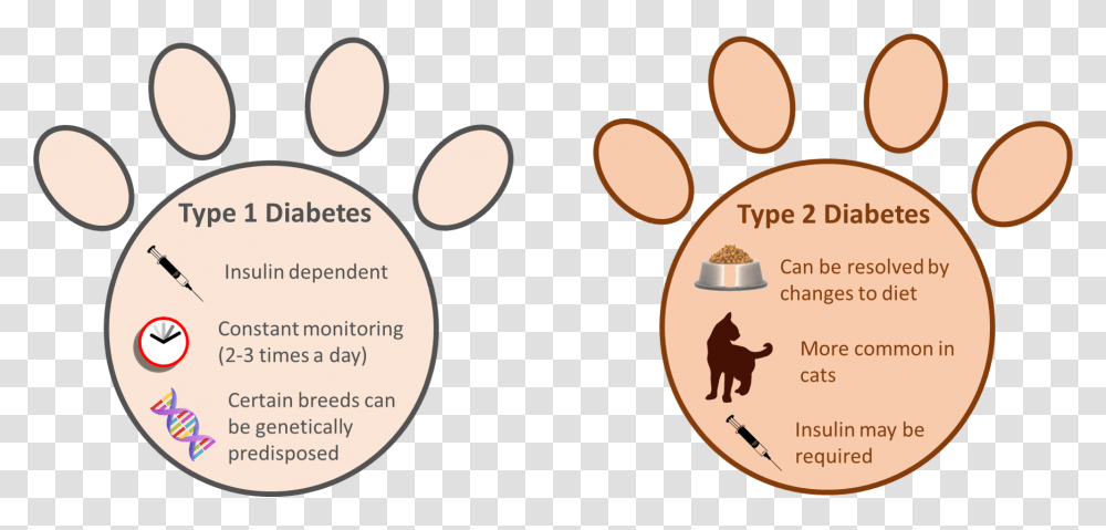 Type 1 Vs Type 2 Diabetes In Pets Diabetes In Pets, Person, Human Transparent Png