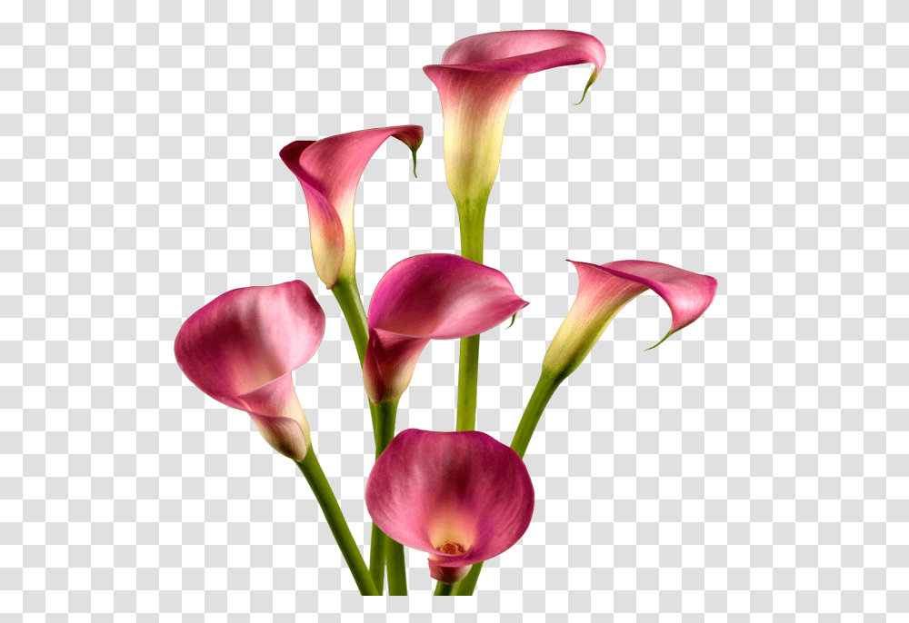 Type Hugh Burch Image Calla Lilies, Plant, Flower, Blossom, Petal Transparent Png