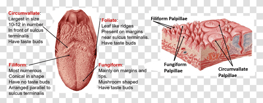 Type Of Tongue Papilla, Bread, Food, Plot Transparent Png