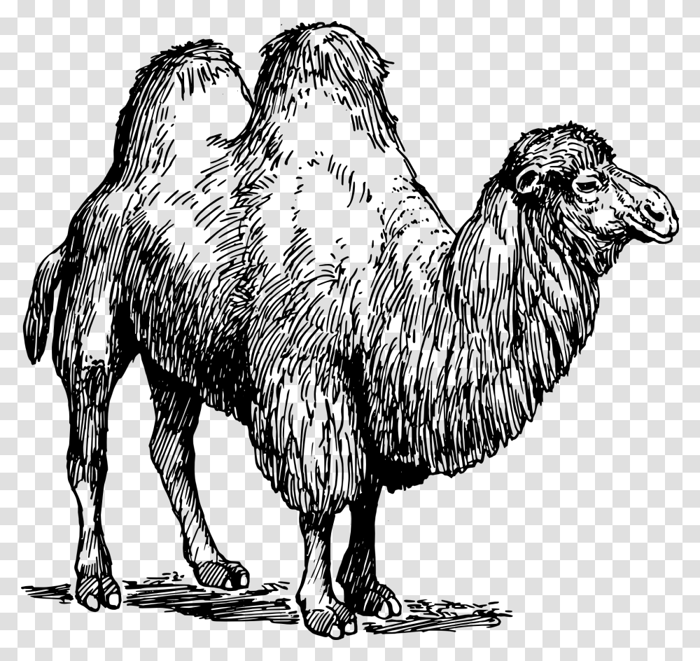 Types Of Animal Fibres, Camel, Mammal, Horse Transparent Png