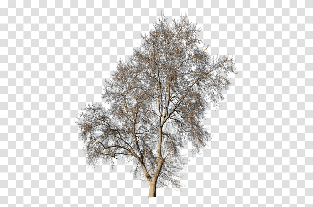 Types Of Architecture Drawing Trees, Plant, Tree Trunk, Oak, Conifer Transparent Png