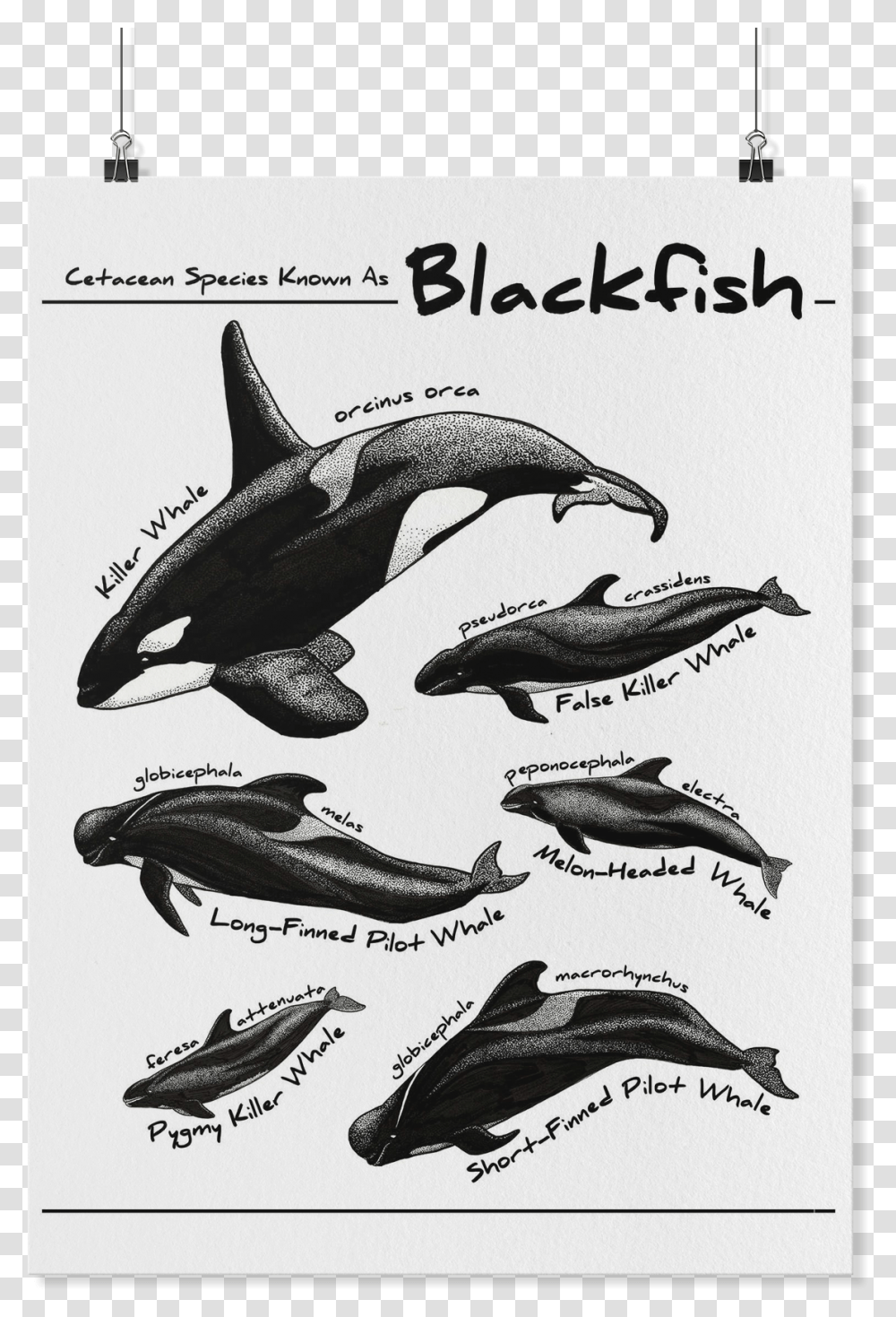 Types Of Blackfish Dolphins, Animal, Sea Life, Mammal, Whale Transparent Png